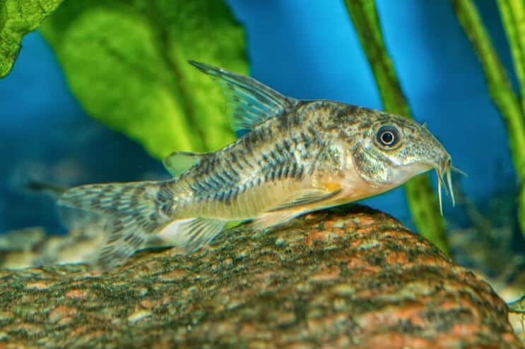 Cory Catfish Uiterlijk