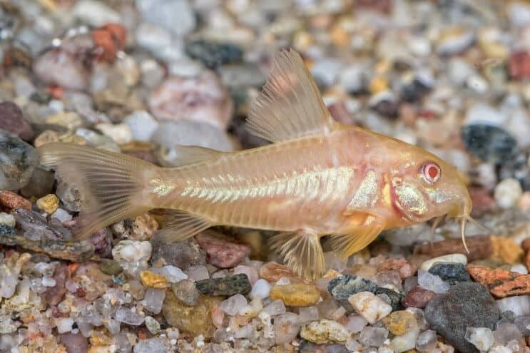Albino Cory Catfish