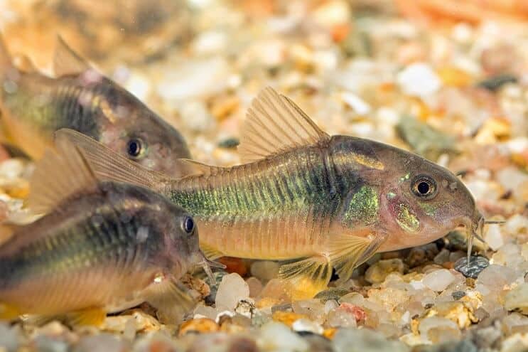 Groene Cory Catfish