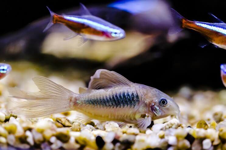 Cory Tankmates