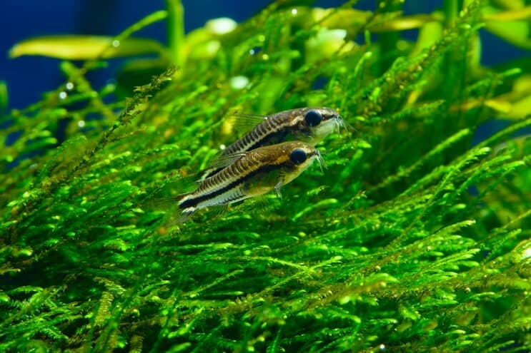 Twee Cory Catfish