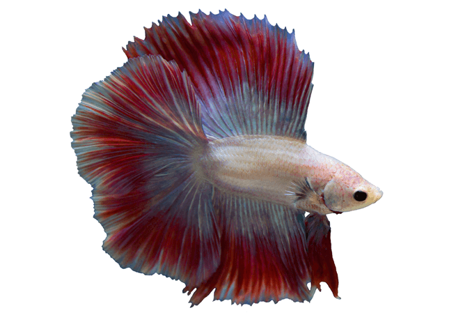 Betta-tankvereisten