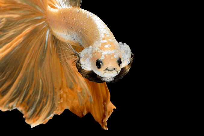 Crowntail Betta Uiterlijk