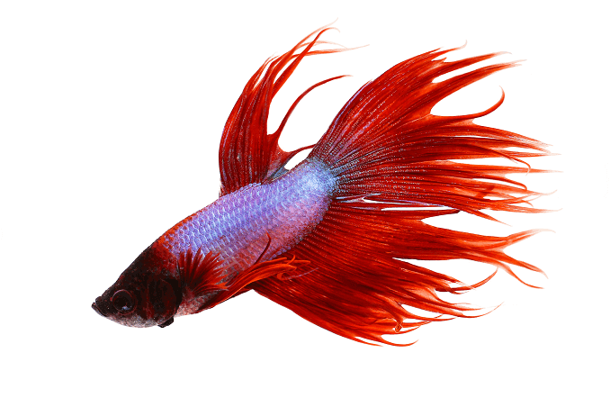 Gedrag Crowntail Betta