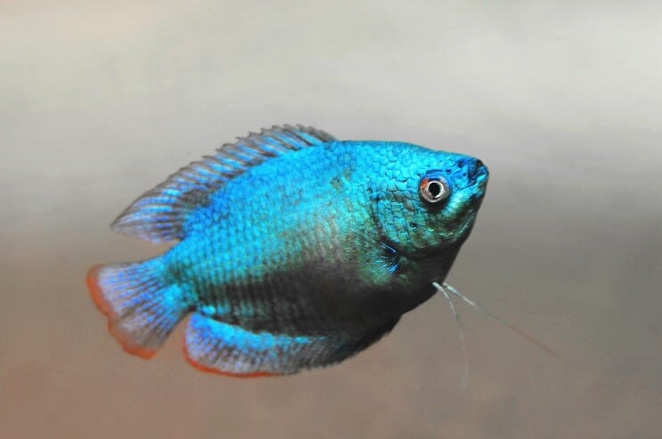 Dwarf Gourami Uiterlijk