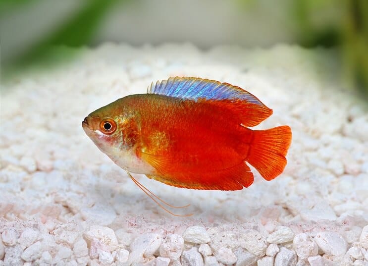 Vlam Dwarf Gourami