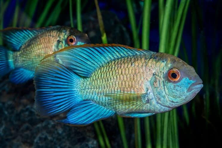 Electric Blue Acara-uiterlijk