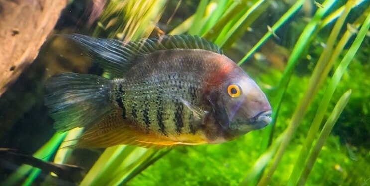 Gestreepte cichlide