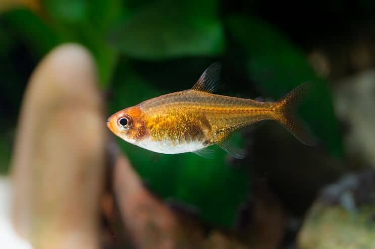 Ember Tetra Uiterlijk