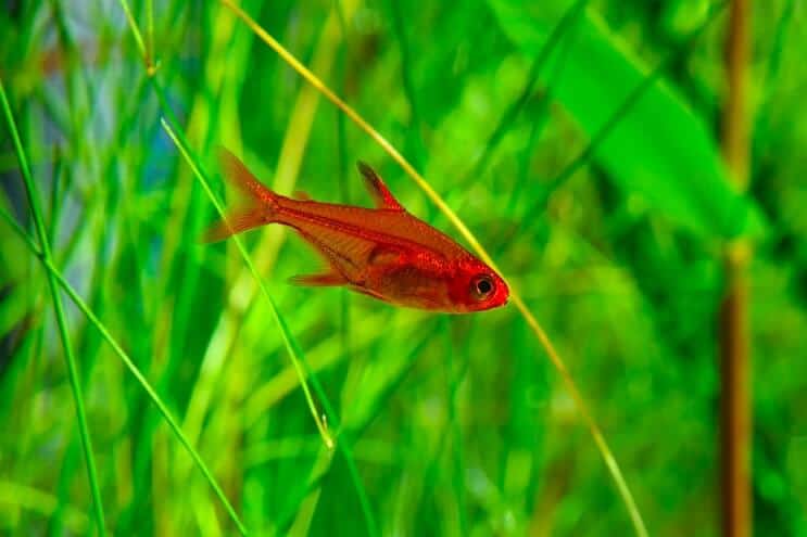 Vuur Tetra