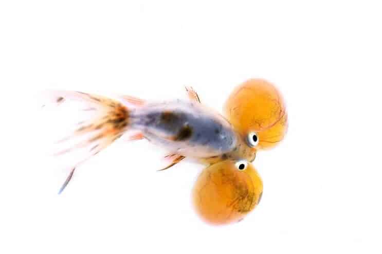 Bubble Eye goudvis