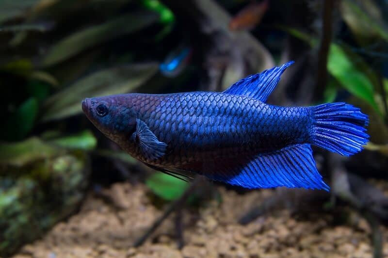 Vrouwelijke Betta Fish