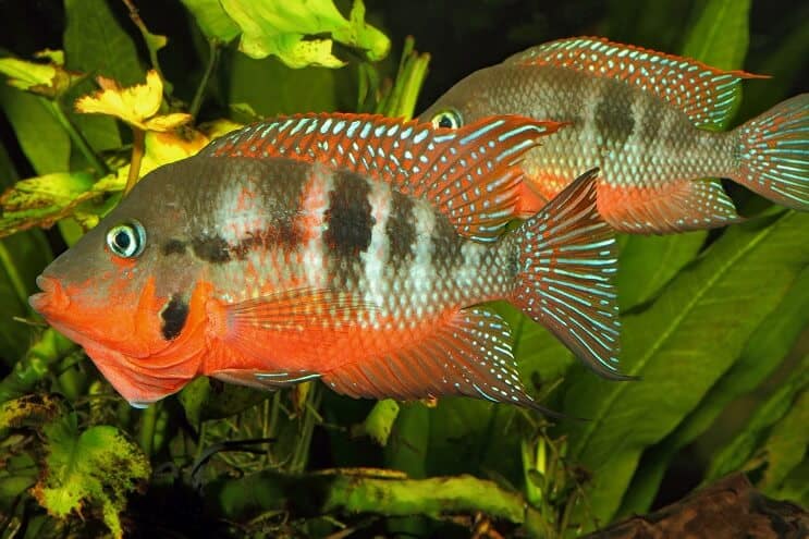 Firemouth Cichlid Mannetje en Vrouwtje