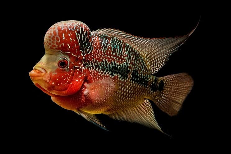 Flowerhorn Cichlid Uiterlijk