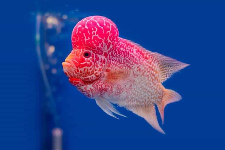 Flowerhorn Cichlid Overzicht