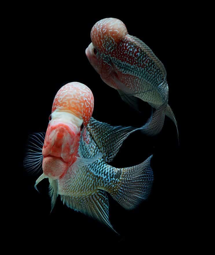 Flowerhorn Cichlid Tankmates