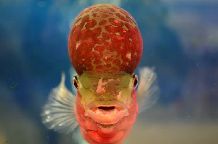 Flowerhorn Cichlid vanaf de voorkant