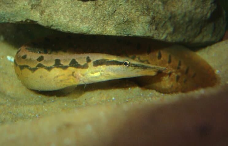 Bandenspoor Eel