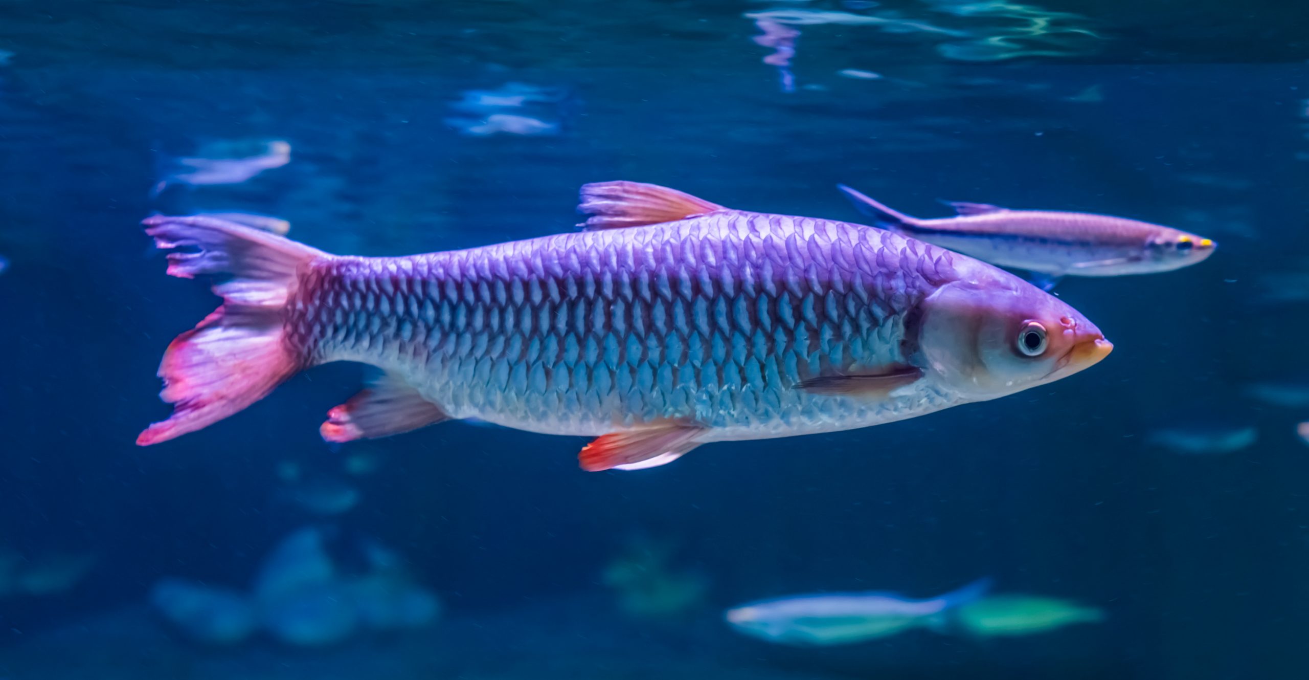 Zilveren Apollo Shark