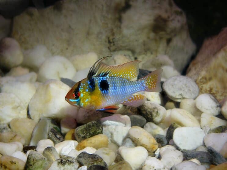 Duitse Blauwe Ram