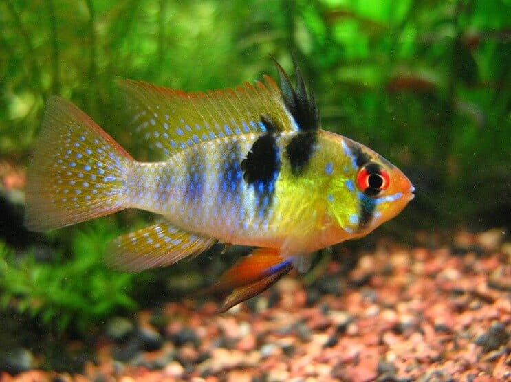 Duitse Blue Ram zwemmen