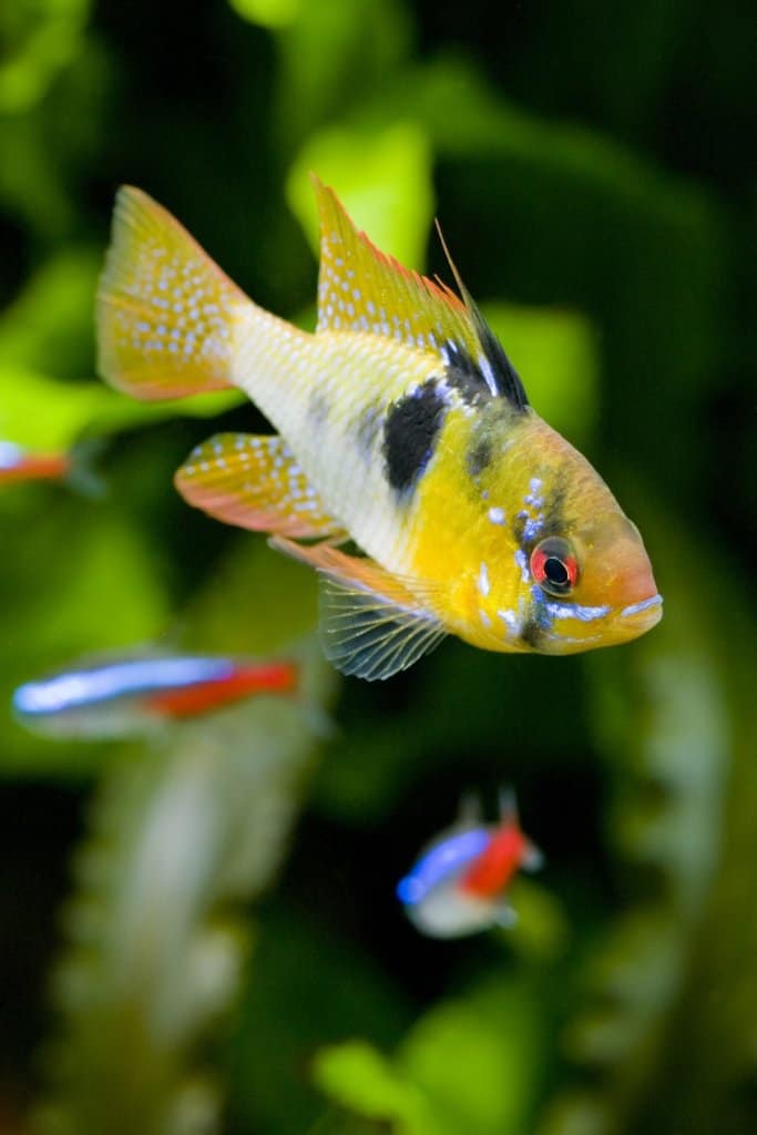 Duitse Blue Ram Tank Mates