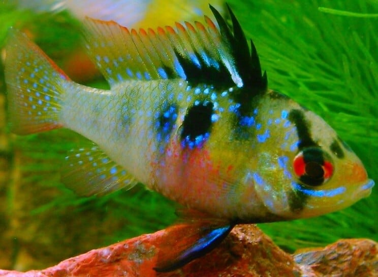 Duitse Blauwe Ram Dichte Omhooggaand