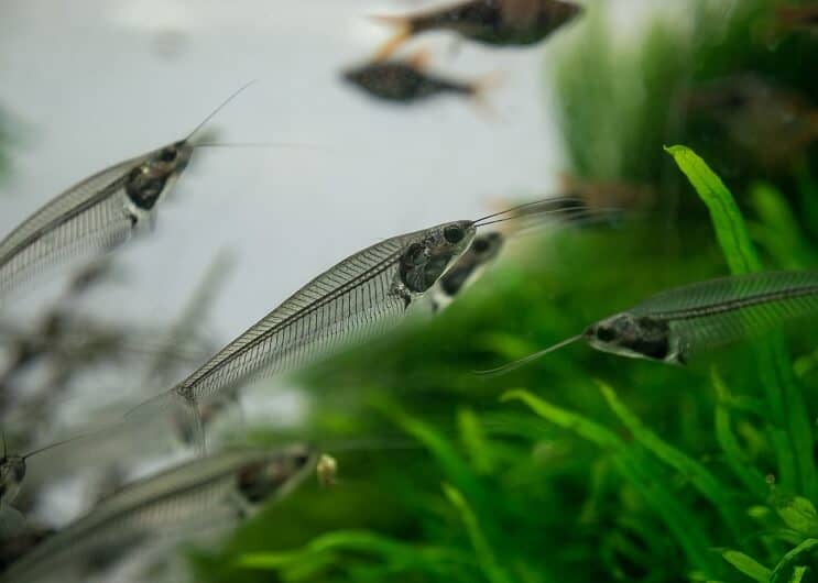 Glazen meerval in een aquarium