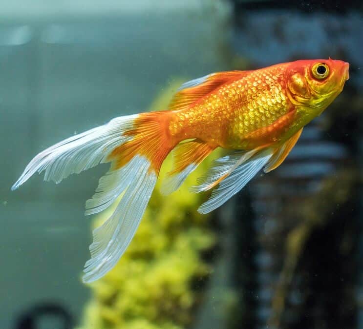 Komeet goudvis