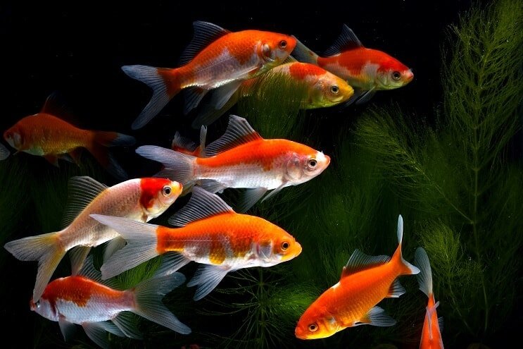 Koi goudvis