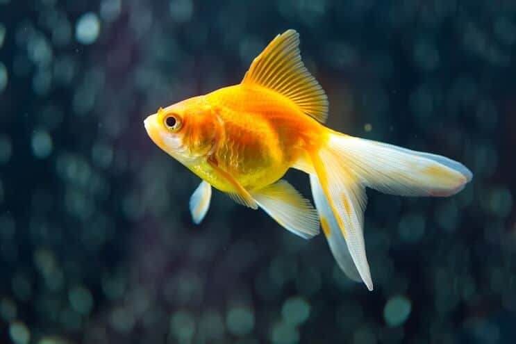 Pauwstaart goudvis