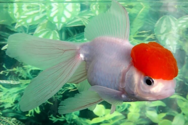 Oranda goudvis