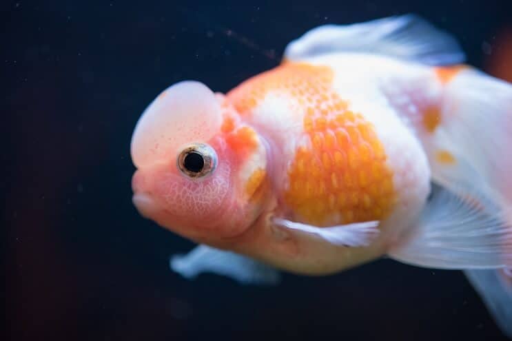 Pearlscale goudvis