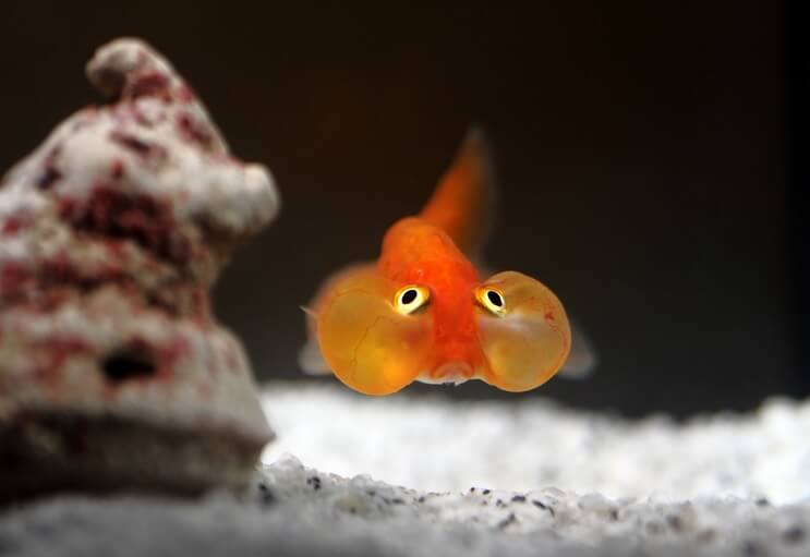 Bubble Eye goudvis