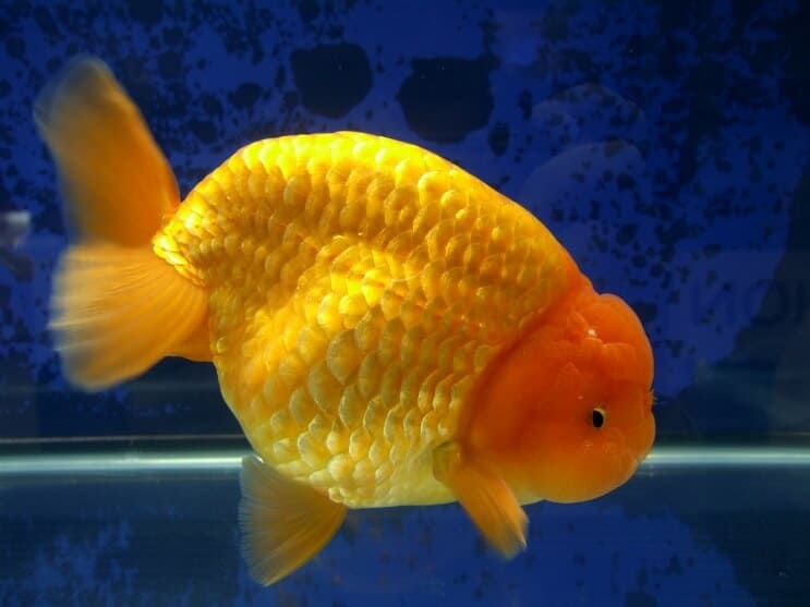 Ranchu Goudvis