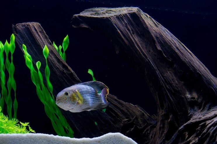 Green Terror Habitat en tankcondities