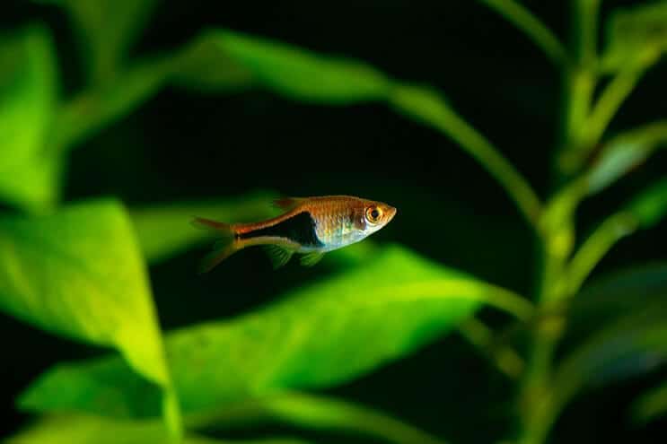 Harlekijn Rasbora