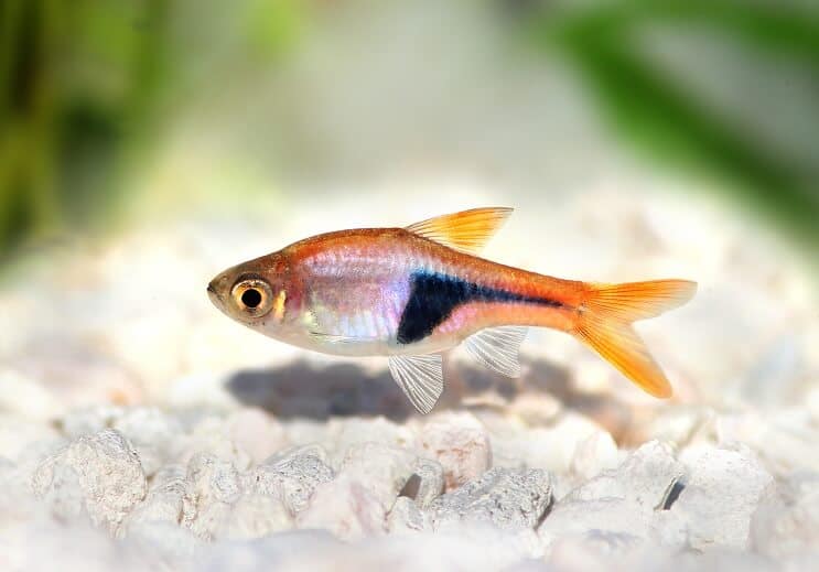 Harlequin Rasbora Uiterlijk