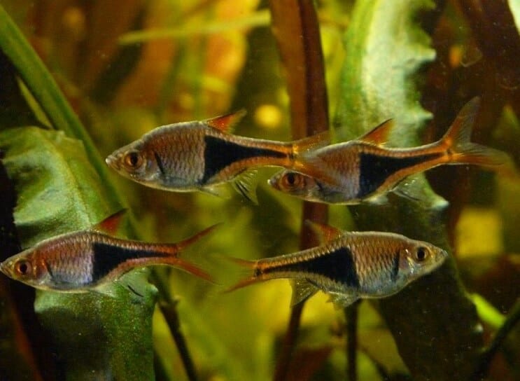 Harlequin Rasbora Tank Condities