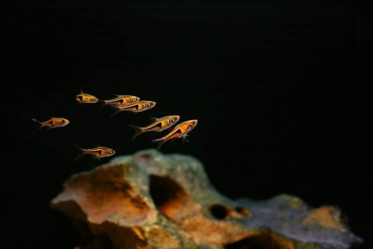 Harlequin Rasbora Tankmates