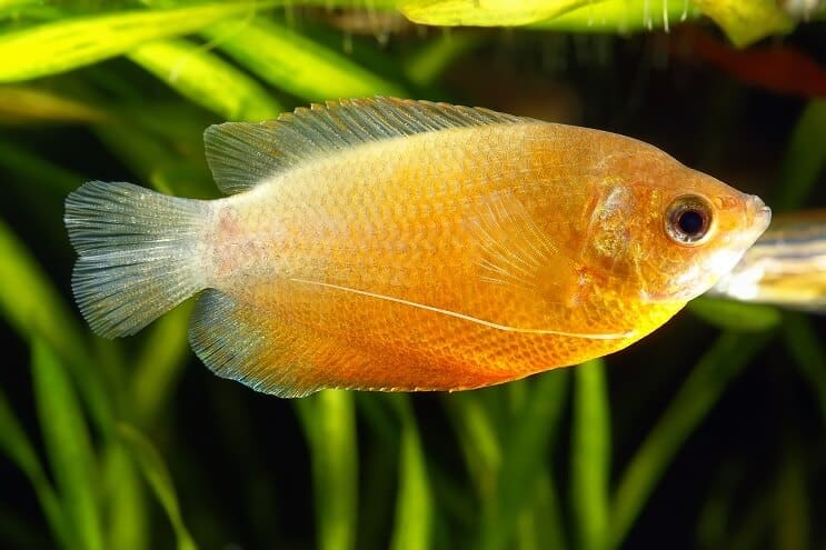 Honing Gourami