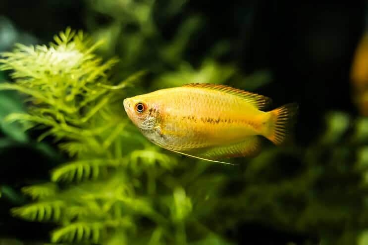 Honey Gourami-uiterlijk