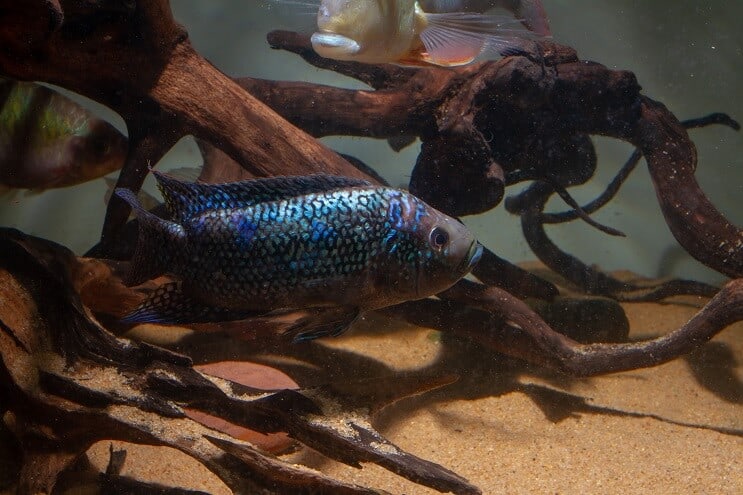 Jack Dempsey Tank Condities