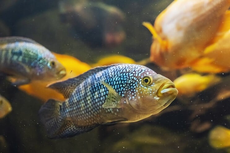 Twee Jack Dempsey Fish