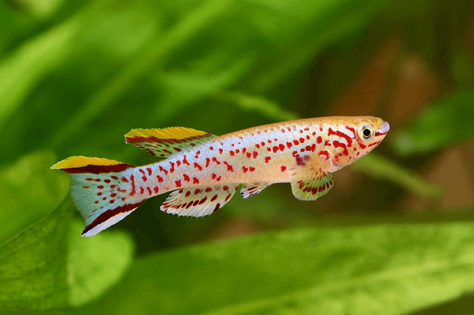 De Blue Lyretail Killifish