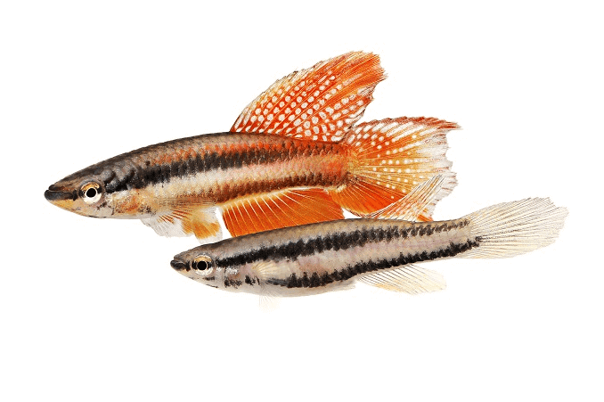 Paar Lagos Red Killifish