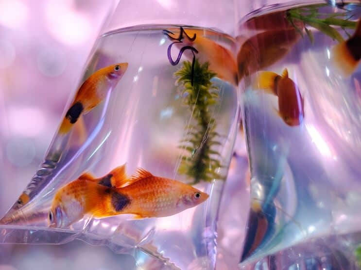 Molly Fish In Zak