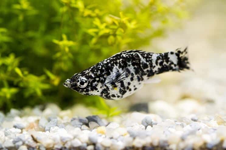 Dalmatische Molly Fish
