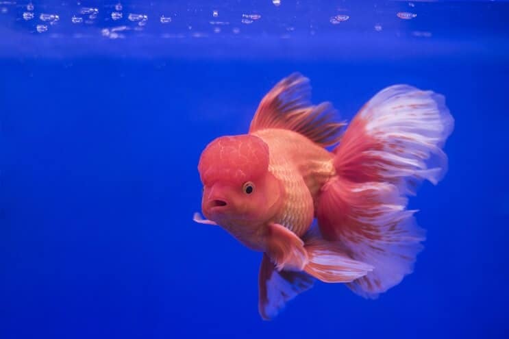 Oranda goudvis