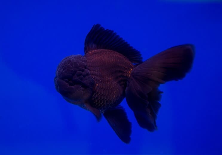 Zwarte Oranda-goudvis